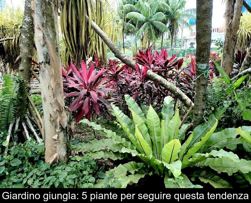 Giardino Giungla: 5 Piante Per Seguire Questa Tendenza