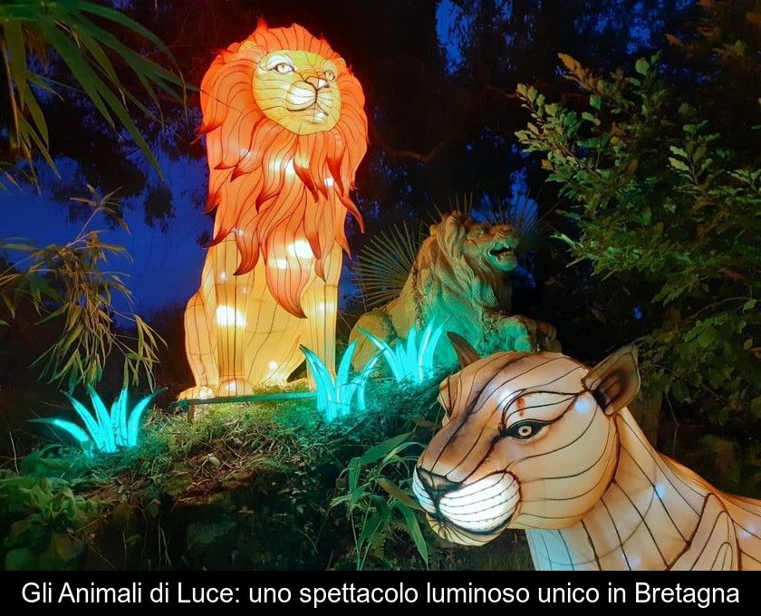 Gli Animali Di Luce: Uno Spettacolo Luminoso Unico In Bretagna