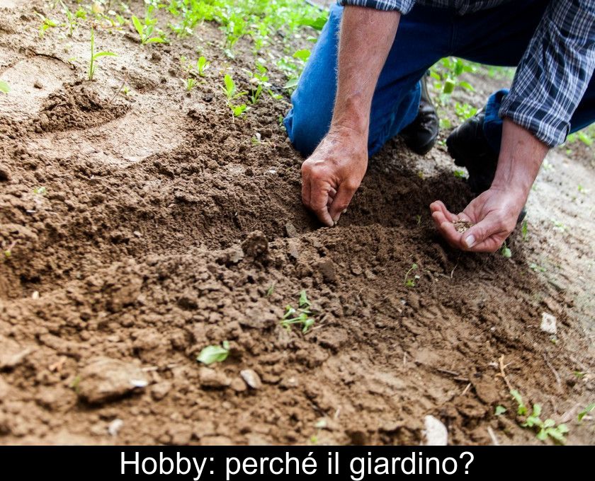 Hobby: Perché Il Giardino?