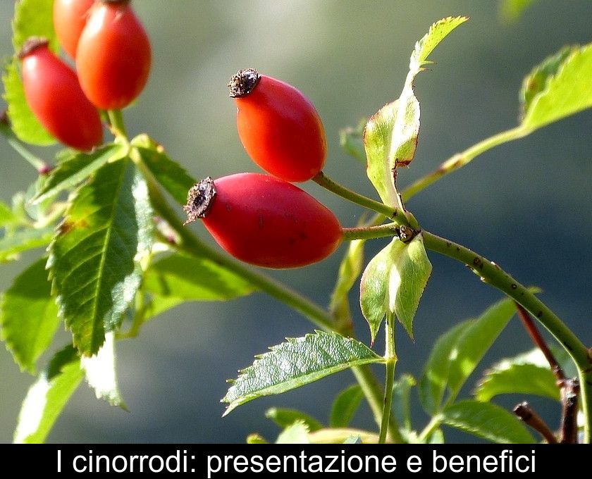 I Cinorrodi: Presentazione E Benefici