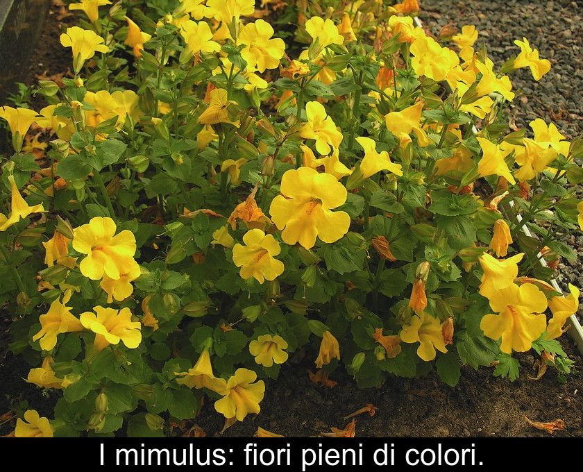 I Mimulus: Fiori Pieni Di Colori.