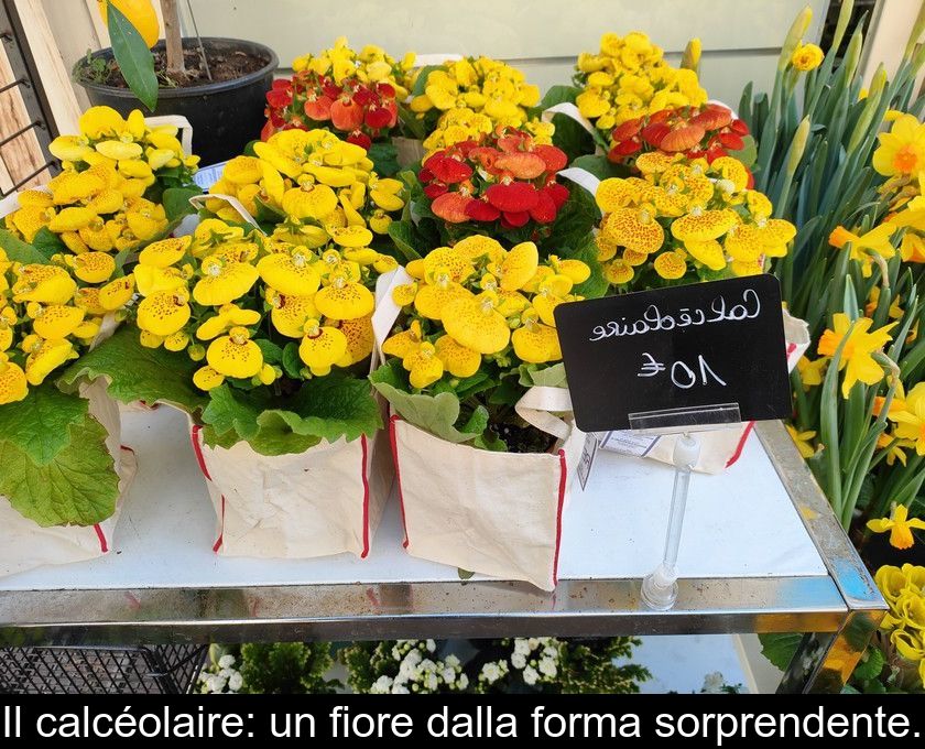 Il Calcéolaire: Un Fiore Dalla Forma Sorprendente.