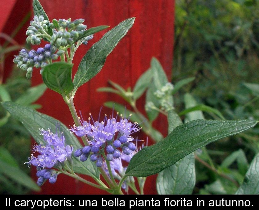 Il Caryopteris: Una Bella Pianta Fiorita In Autunno.