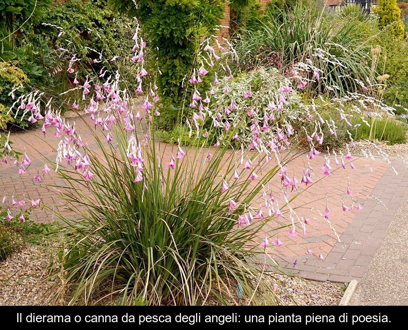 Il Dierama O Canna Da Pesca Degli Angeli: Una Pianta Piena Di Poesia.