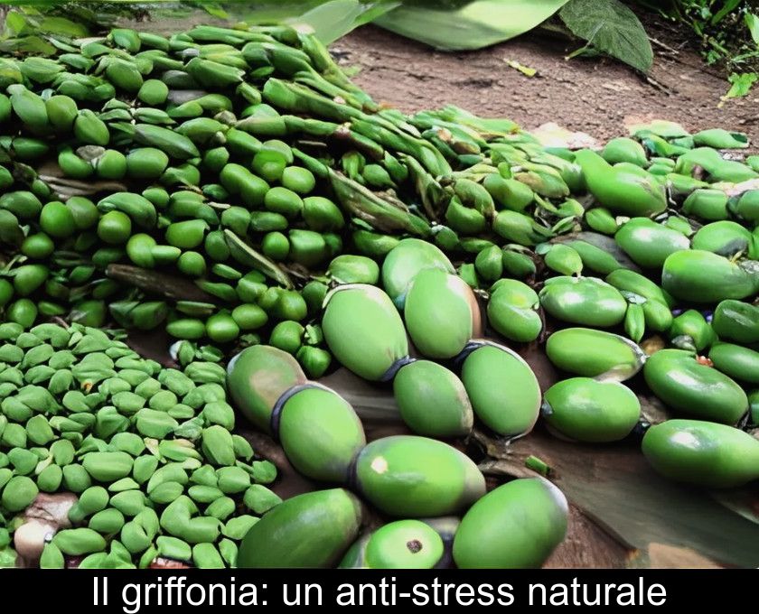 Il Griffonia: Un Anti-stress Naturale