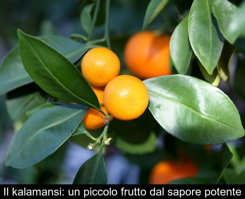 Il Kalamansi: Un Piccolo Frutto Dal Sapore Potente