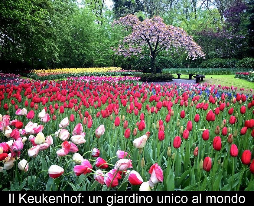 Il Keukenhof: Un Giardino Unico Al Mondo