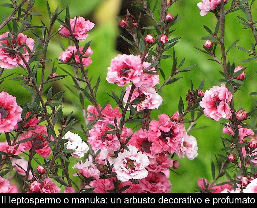 Il Leptospermo O Manuka: Un Arbusto Decorativo E Profumato