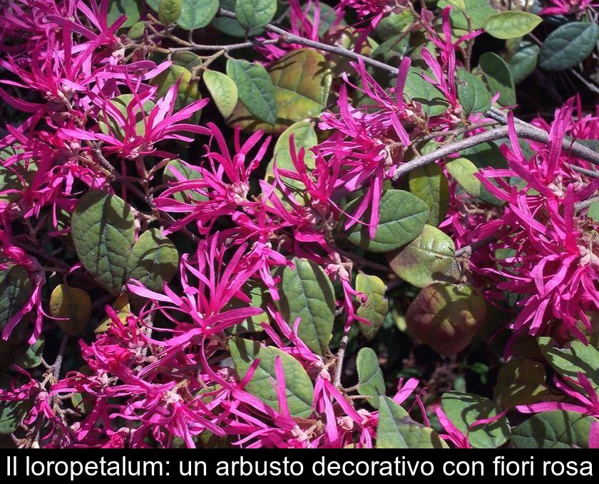 Il Loropetalum: Un Arbusto Decorativo Con Fiori Rosa