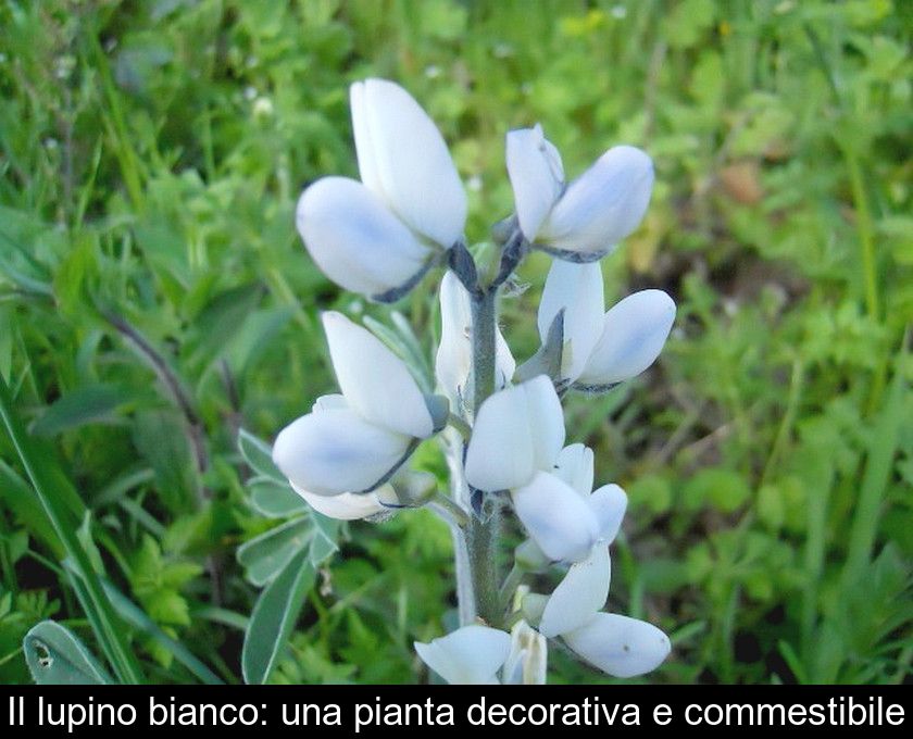 Il Lupino Bianco: Una Pianta Decorativa E Commestibile