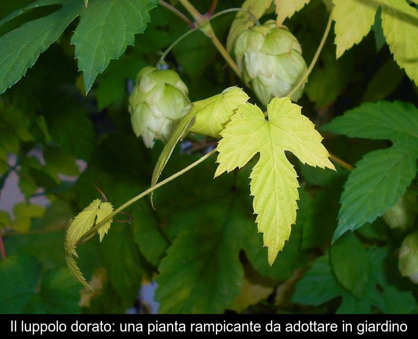 Il Luppolo Dorato: Una Pianta Rampicante Da Adottare In Giardino