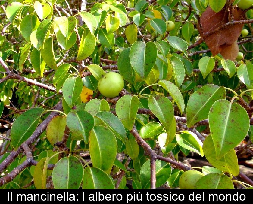 Il Mancinella: L'albero Più Tossico Del Mondo