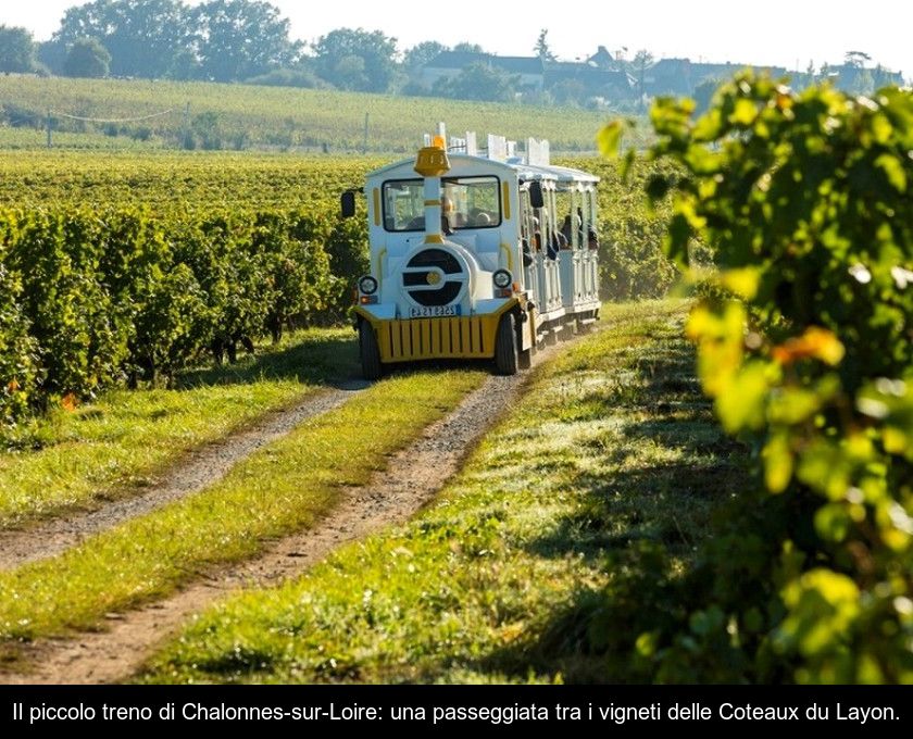 Il Piccolo Treno Di Chalonnes-sur-loire: Una Passeggiata Tra I Vigneti Delle Coteaux Du Layon.