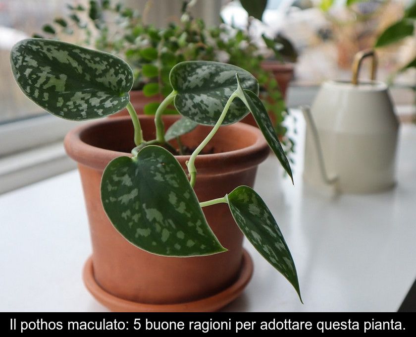 Il Pothos Maculato: 5 Buone Ragioni Per Adottare Questa Pianta.