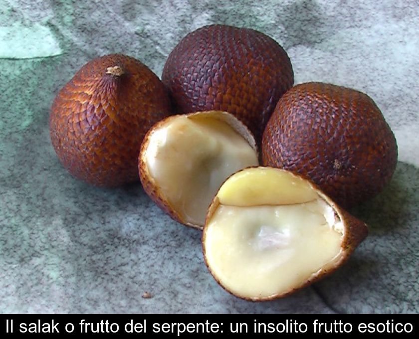 Il Salak O Frutto Del Serpente: Un Insolito Frutto Esotico