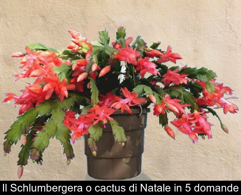 Il Schlumbergera O Cactus Di Natale In 5 Domande