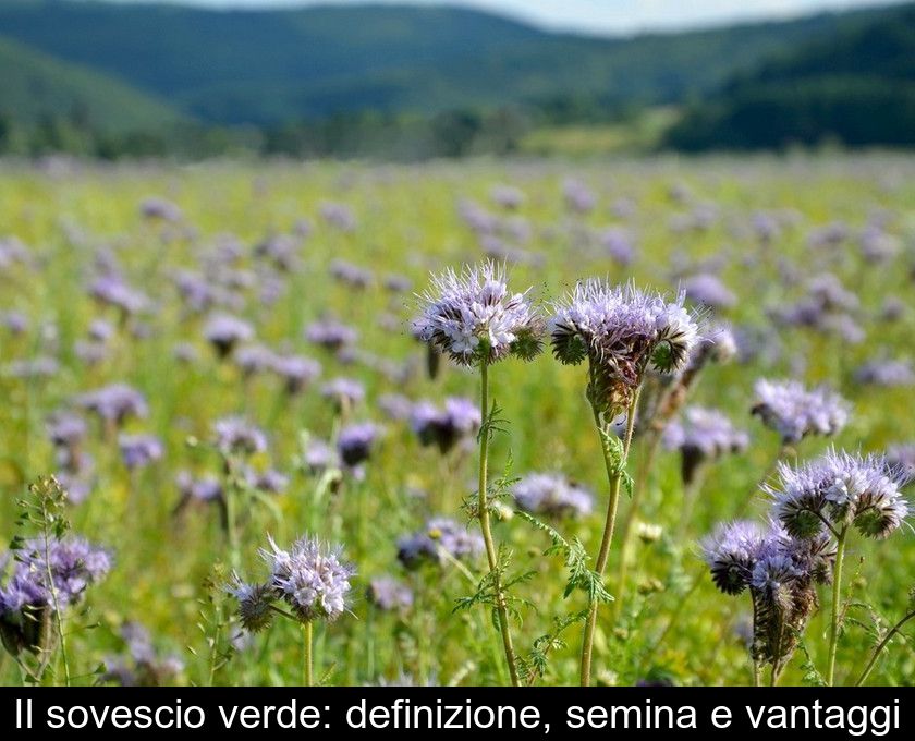 Il Sovescio Verde: Definizione, Semina E Vantaggi