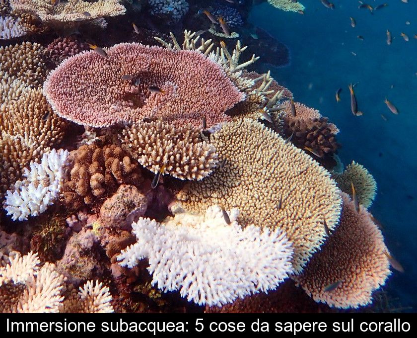Immersione Subacquea: 5 Cose Da Sapere Sul Corallo