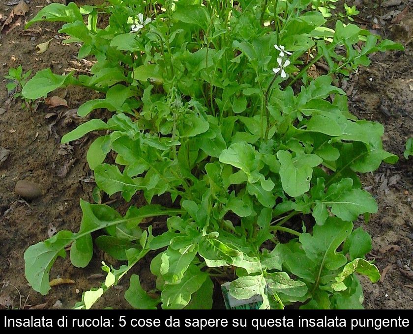 Insalata Di Rucola: 5 Cose Da Sapere Su Questa Insalata Pungente