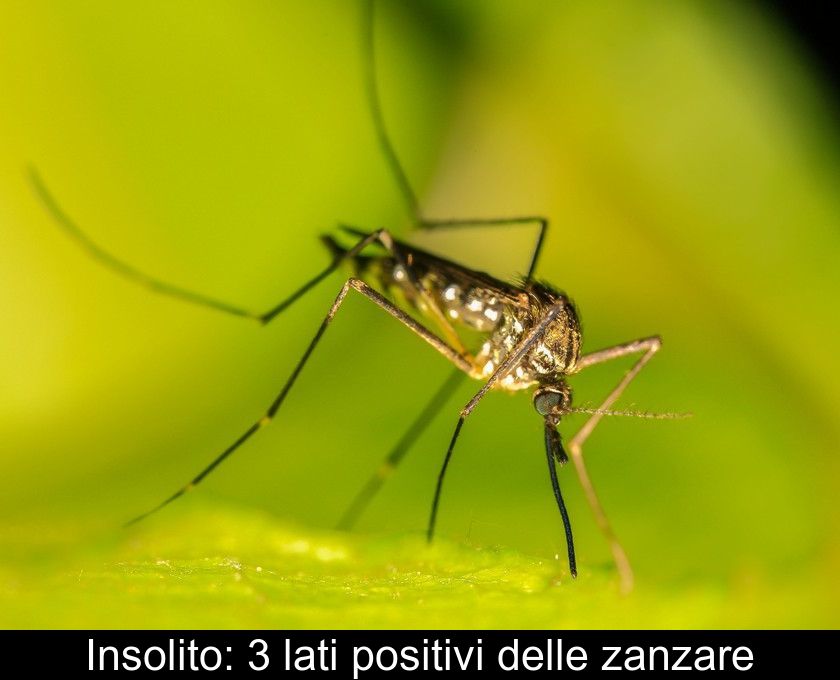 Insolito: 3 Lati Positivi Delle Zanzare