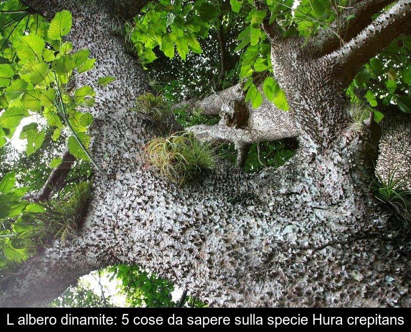 L'albero Dinamite: 5 Cose Da Sapere Sulla Specie Hura Crepitans