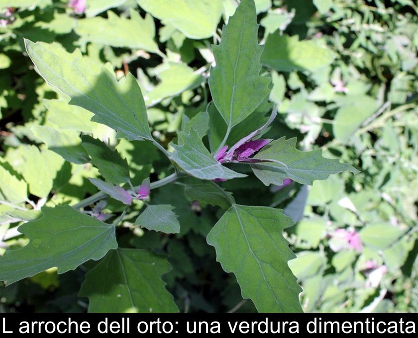 L'arroche Dell'orto: Una Verdura Dimenticata