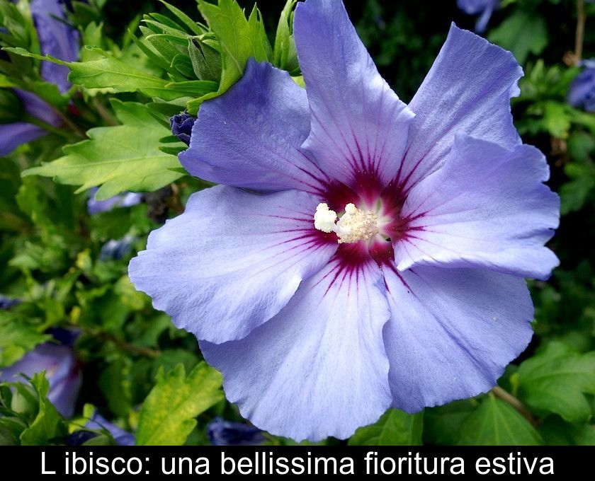 L'ibisco: Una Bellissima Fioritura Estiva