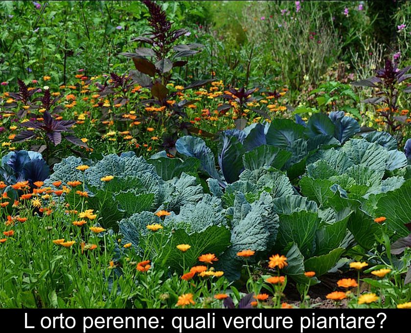 L'orto Perenne: Quali Verdure Piantare?