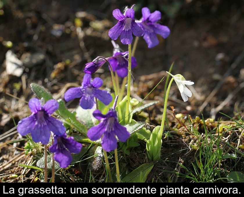 La Grassetta: Una Sorprendente Pianta Carnivora.