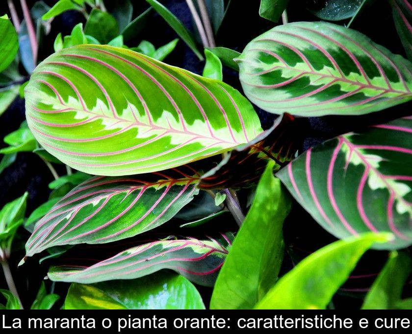 La Maranta O Pianta Orante: Caratteristiche E Cure