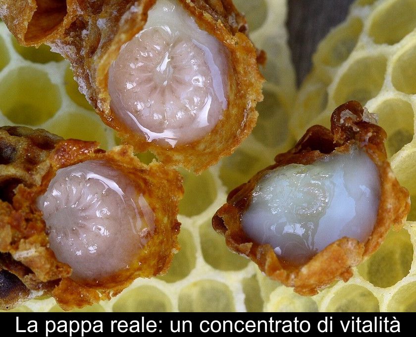 La Pappa Reale: Un Concentrato Di Vitalità