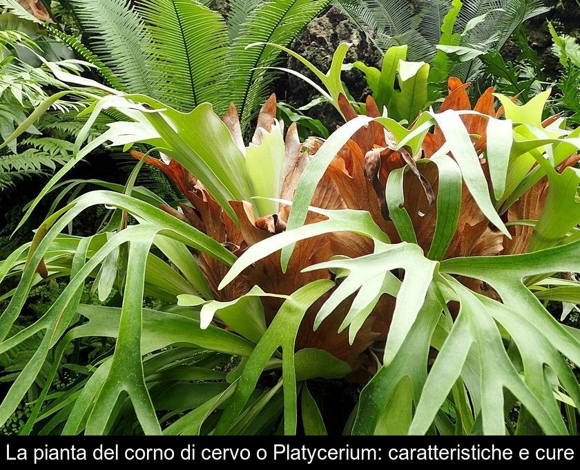 La Pianta Del Corno Di Cervo O Platycerium: Caratteristiche E Cure