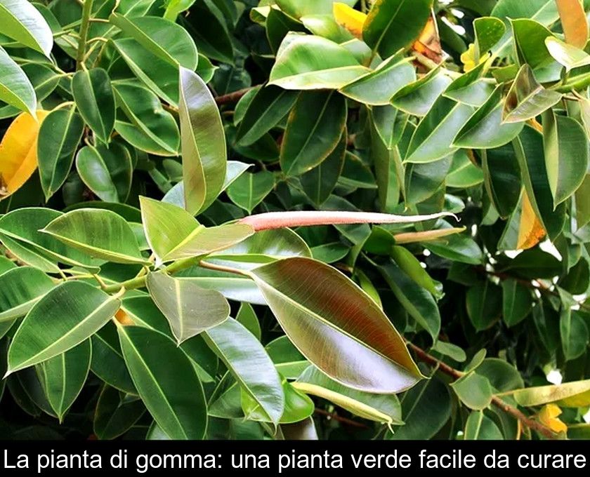 La Pianta Di Gomma: Una Pianta Verde Facile Da Curare