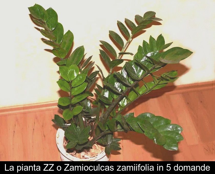 La Pianta Zz O Zamioculcas Zamiifolia In 5 Domande