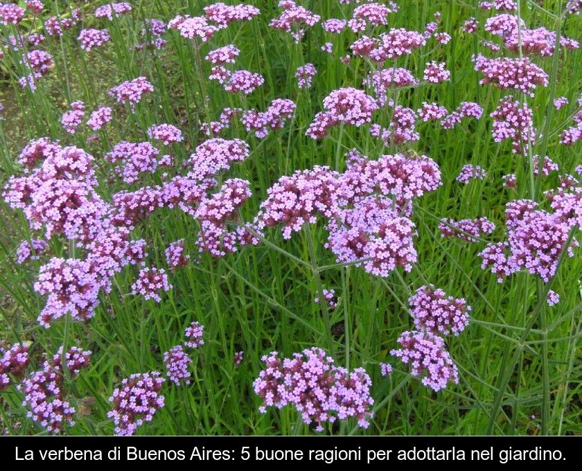 La Verbena Di Buenos Aires: 5 Buone Ragioni Per Adottarla Nel Giardino.