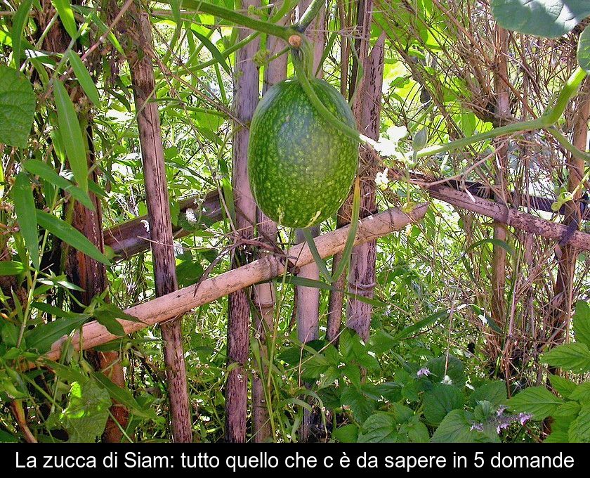 La Zucca Di Siam: Tutto Quello Che C'è Da Sapere In 5 Domande