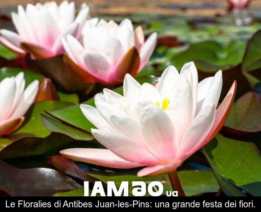 Le Floralies Di Antibes Juan-les-pins: Una Grande Festa Dei Fiori.