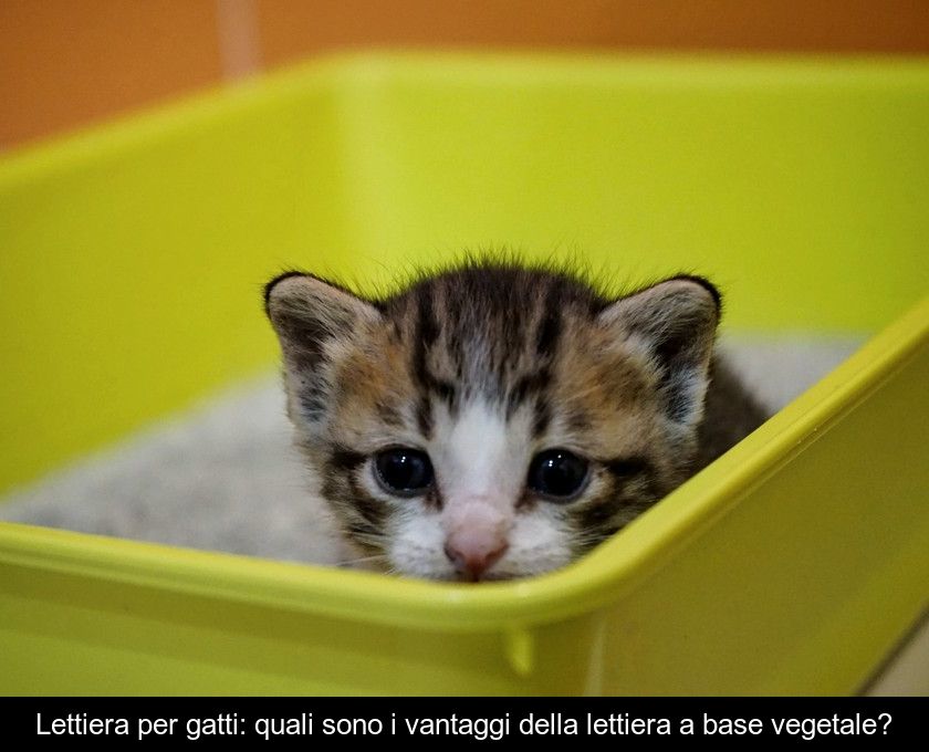 Lettiera Per Gatti: Quali Sono I Vantaggi Della Lettiera A Base Vegetale?