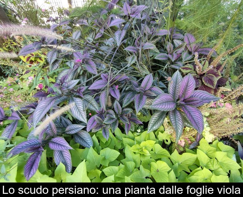 Lo Scudo Persiano: Una Pianta Dalle Foglie Viola