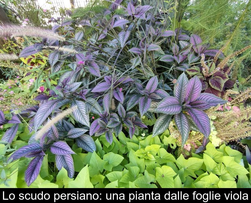 Lo Scudo Persiano Una Pianta Dalle Foglie Viola Lo Scudo Persiano Una Pianta Dalle Foglie Viola