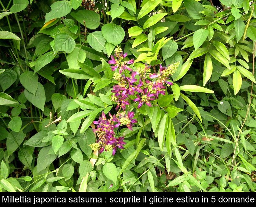 Millettia Japonica Satsuma : Scoprite Il Glicine Estivo In 5 Domande