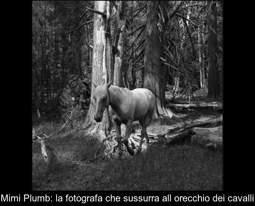 Mimi Plumb: La Fotografa Che Sussurra All'orecchio Dei Cavalli