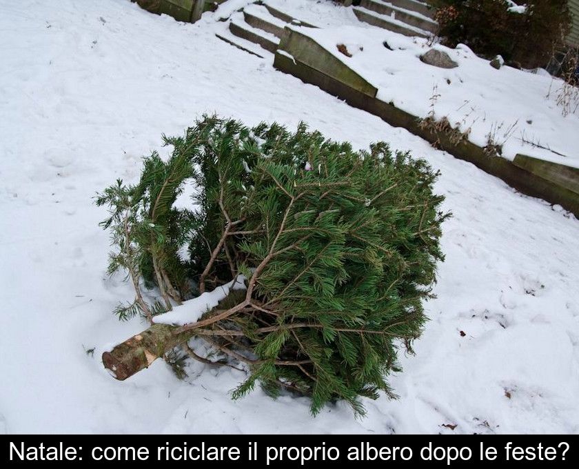 Natale: Come Riciclare Il Proprio Albero Dopo Le Feste?