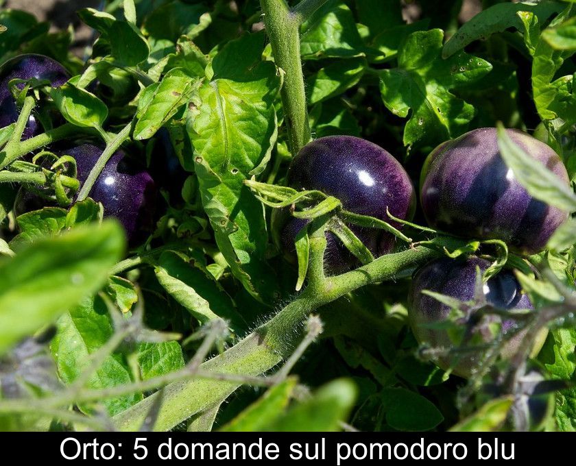 Orto: 5 Domande Sul Pomodoro Blu