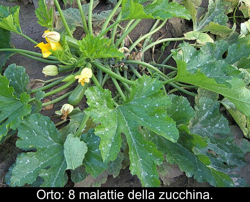 Orto: 8 Malattie Della Zucchina.