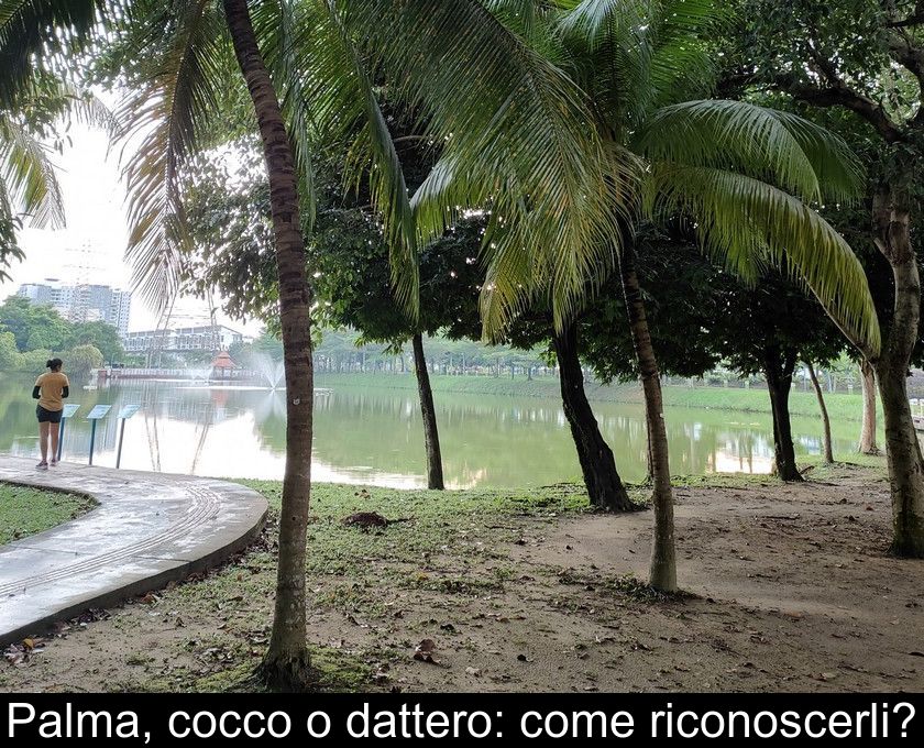 Palma, Cocco O Dattero: Come Riconoscerli?