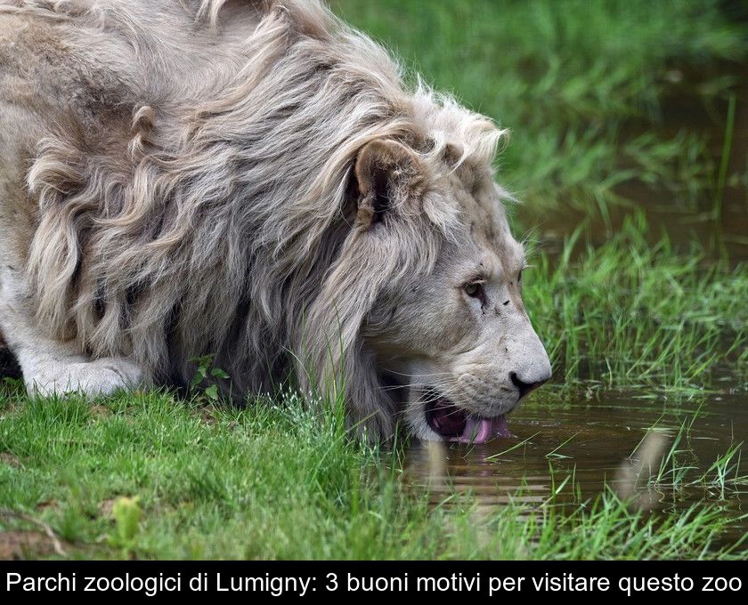 Parchi Zoologici Di Lumigny: 3 Buoni Motivi Per Visitare Questo Zoo