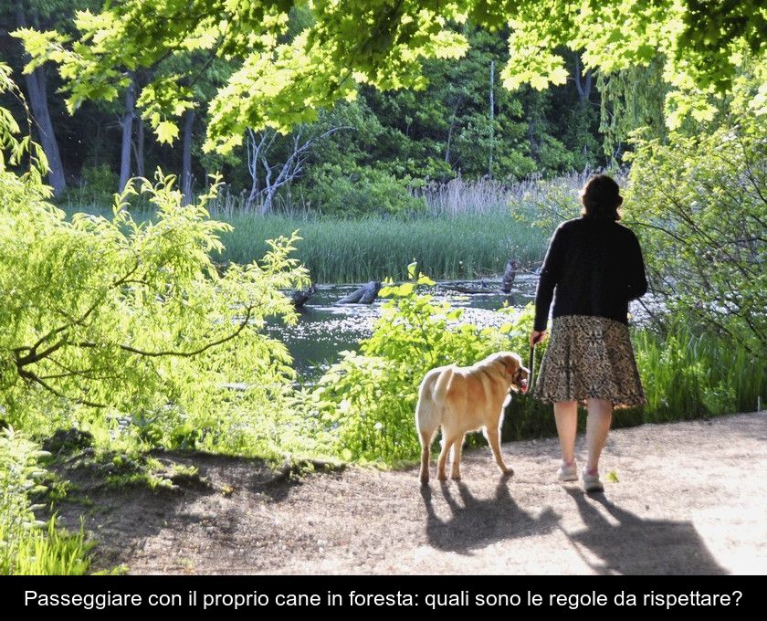 Passeggiare Con Il Proprio Cane In Foresta: Quali Sono Le Regole Da Rispettare?