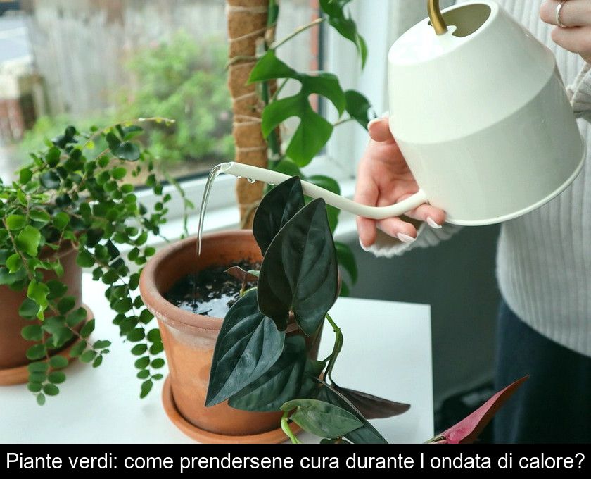 Piante Verdi: Come Prendersene Cura Durante L'ondata Di Calore?