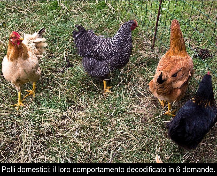 Polli Domestici: Il Loro Comportamento Decodificato In 6 Domande.
